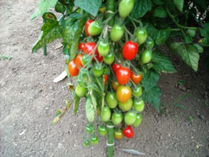DSCN3076