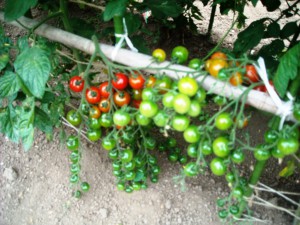 DSCN3077